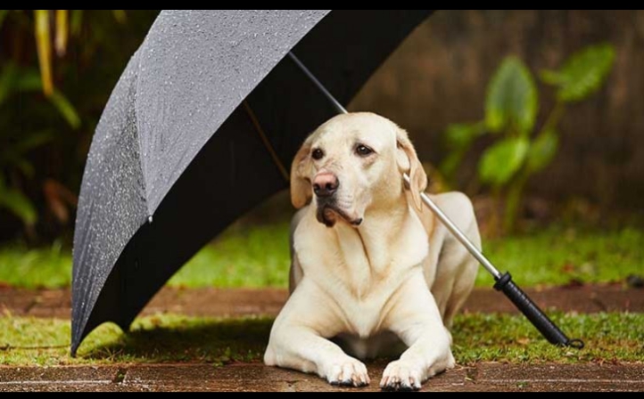 3 Tips Menjaga Kesehatan Anjing Anda Selama Musim Hujan