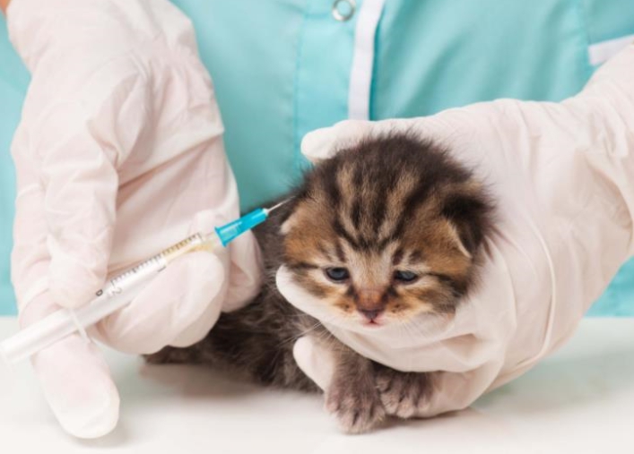 3 Vaksin Wajib untuk Anakan Kucing