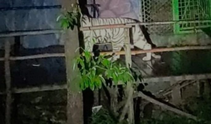 Harimau Sinka Zoo Lepas, Harap Waspada, TNI-Polri Sudah Turun Tangan