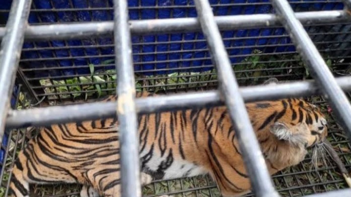 Diterkam Harimau, 2 Warga Ini Tewas Mengenaskan, Ya Ampun