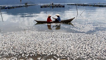 200 Ton Ikan di Danau Maninjau Mendadak Mati, Ini Penyebabnya, Tak Disangka